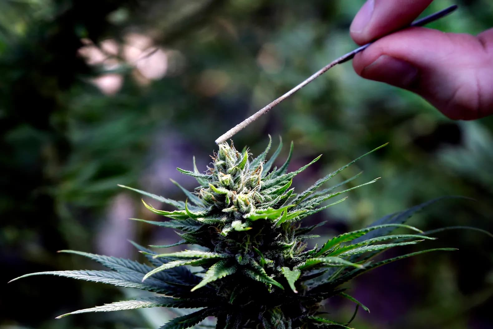 shop urb Online – Delta 8 THC Austin Offers Premium Urb Hemp Products Nationwide