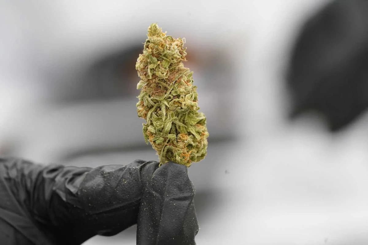 Why More Customers Choose Euro Weed Clinic to Buy THC Weed Europe