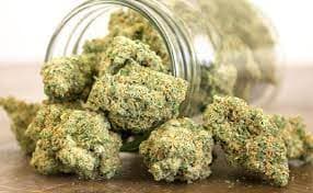 Bulk Cannabis Halifax: Explore Curated Strains for Flavour, Quality, and Effect