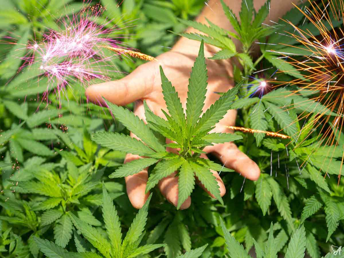 Cannabis Flower UK: Regulations, Safety, and Education